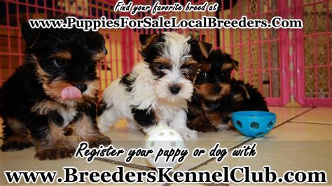 Local Breeders For Yorkies