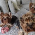 Local Yorkie Breeders