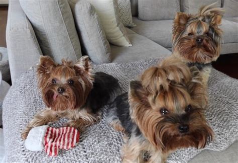 Local Yorkie Breeders