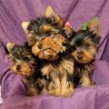 Local Yorkie Puppies