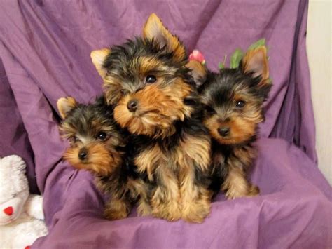 Local Yorkie Puppies