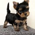 Local Yorkshire Terrier Breeders