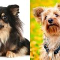 Long Hair Chihuahua Yorkie Mix