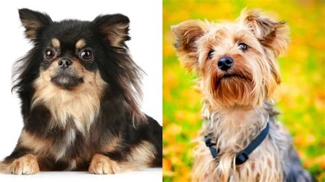 Long Hair Chihuahua Yorkie Mix