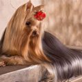 Long Hair Yorkie Terrier