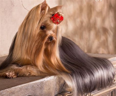 Long Hair Yorkie Terrier