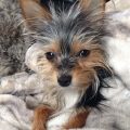 Long Haired Chihuahua And Yorkie Mix