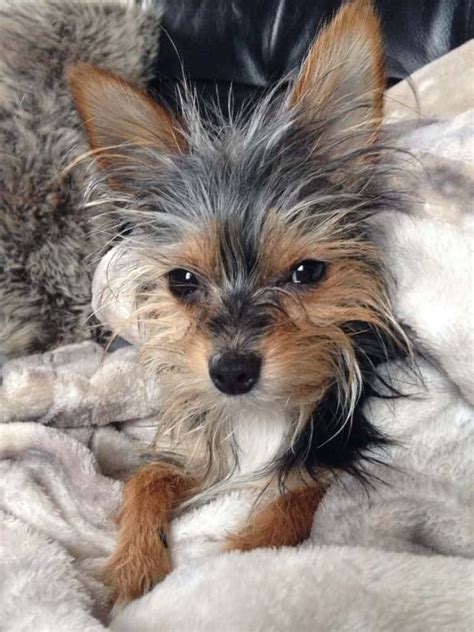 Long Haired Chihuahua And Yorkie Mix