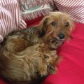 Long Haired Dachshund Yorkie Mix