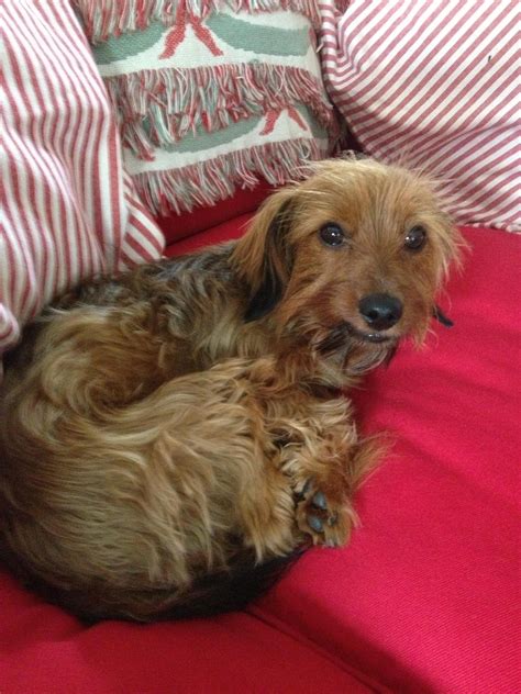 Long Haired Dachshund Yorkie Mix