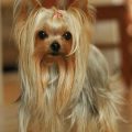 Long Haired Teacup Yorkie