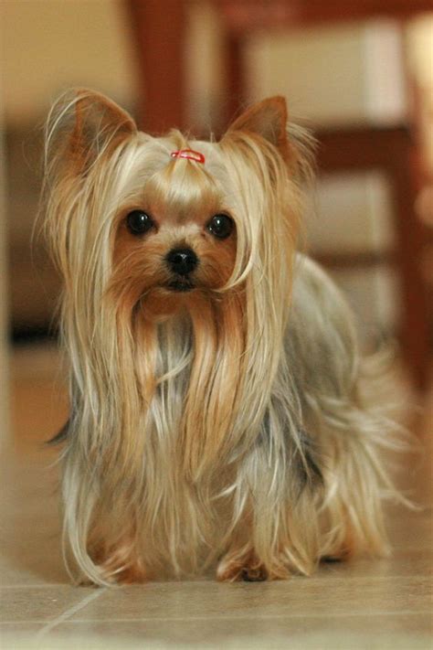 Long Haired Teacup Yorkie