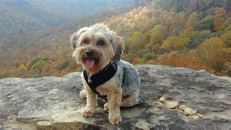 Longest Living Yorkie Poo