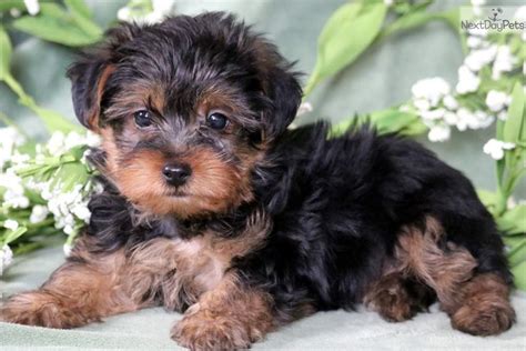 Looking For A Yorkie Poo Puppy