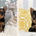 Looking To Buy A Teacup Yorkie