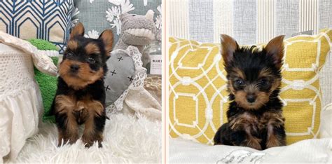 Looking To Buy A Teacup Yorkie