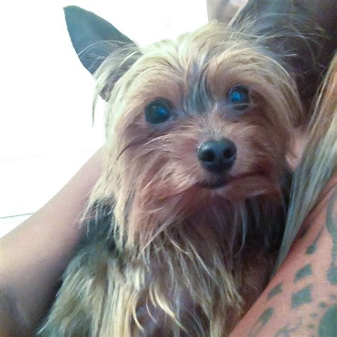 Lost Yorkshire Terrier Bloodlines