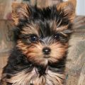 Male Puppy Yorkie