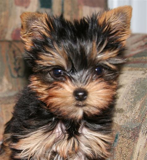 Male Puppy Yorkie