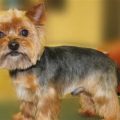 Male Yorkie Hair Cuts