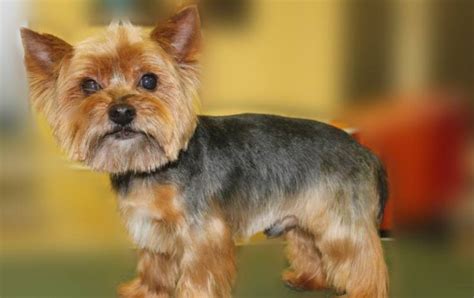 Male Yorkie Hair Cuts