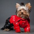 Male Yorkie Outfits