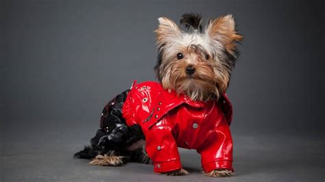 Male Yorkie Outfits