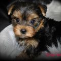 Male Yorkie Puppy