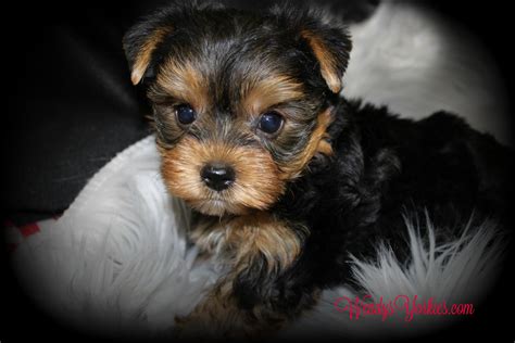 Male Yorkie Puppy