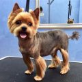 Male Yorkie Short Haircuts