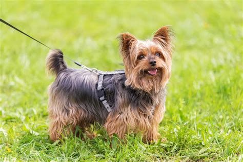 Male Yorkie