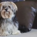 Maltese And Yorkie Mix Price