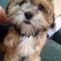 Maltese And Yorkie Poo Mix