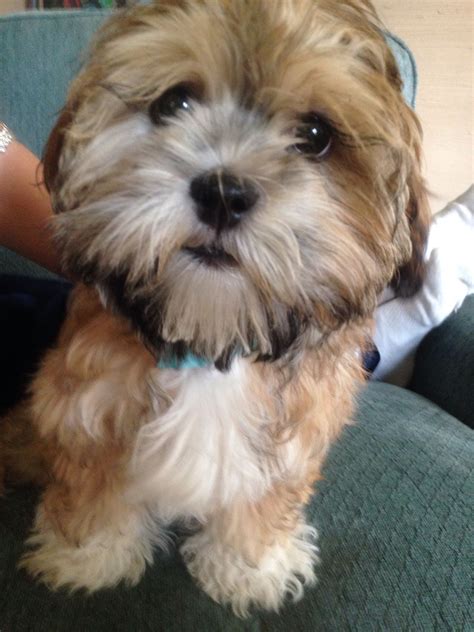 Maltese And Yorkie Poo Mix