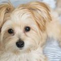 Maltese And Yorkshire Terrier Mix