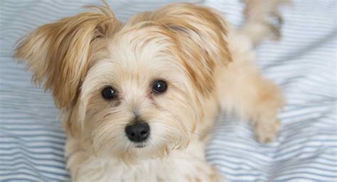 Maltese And Yorkshire Terrier Mix