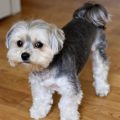 Maltese Biewer Yorkie Mix