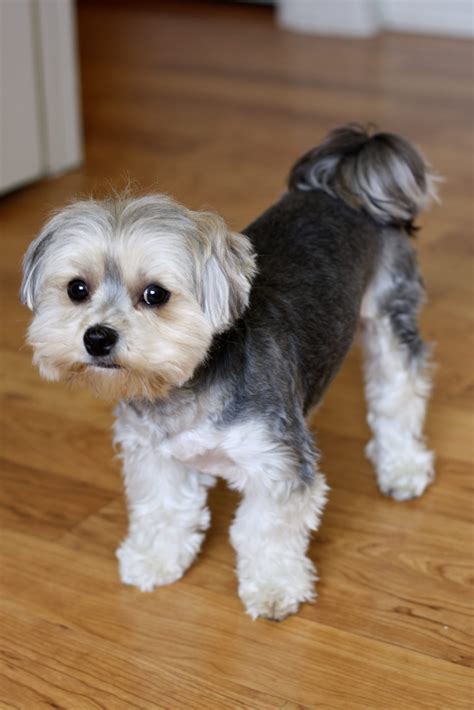 Maltese Biewer Yorkie Mix