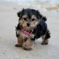 Maltese Cross Yorkshire Terrier