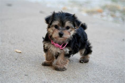 Maltese Cross Yorkshire Terrier