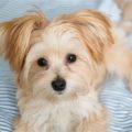 Maltese Poodle Mixed With Yorkie