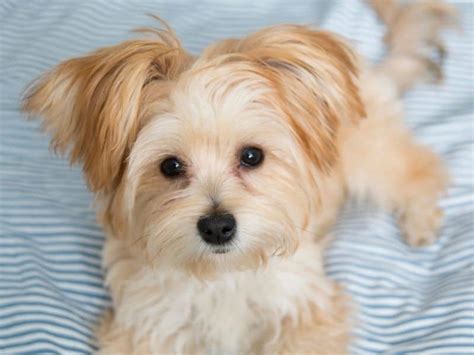 Maltese Poodle Mixed With Yorkie