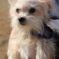 Maltese Yorkie Mix Adoption