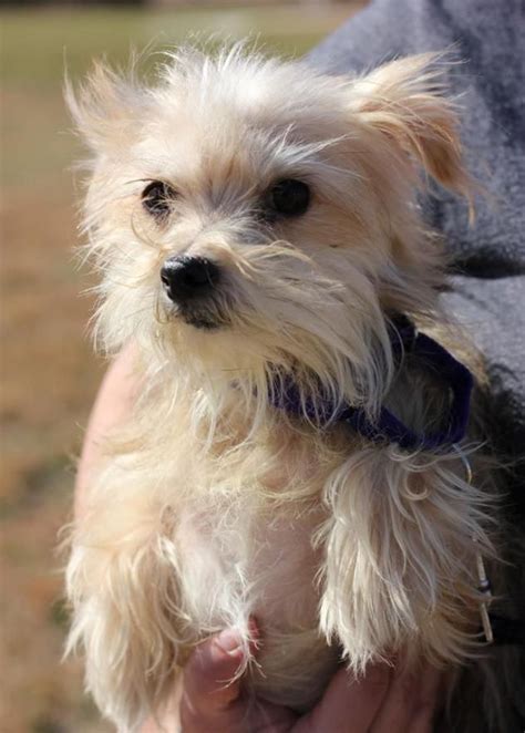 Maltese Yorkie Mix Adoption