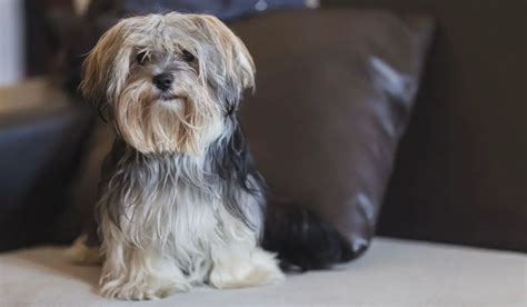 Maltese Yorkie Mix Cost