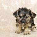 Maltese Yorkie Mix Hypoallergenic