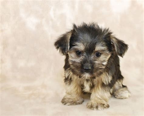 Maltese Yorkie Mix Hypoallergenic