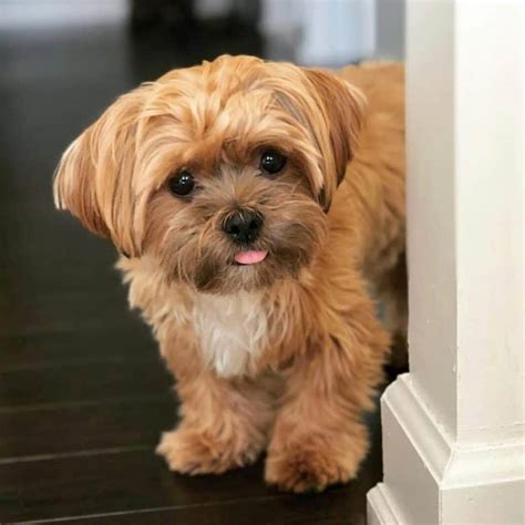 Maltese Yorkie Shih Tzu Poodle Mix