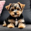 Maltipoo Mix With Yorkie