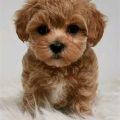 Maltipoo Teacup Yorkie Poo